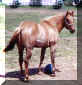 Buddy 2 years old great picture.jpg (57713 bytes)