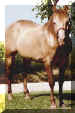 HorseID: 62796  Glass Eyed Doc - PhotoID: 7898 -  2001-06-13